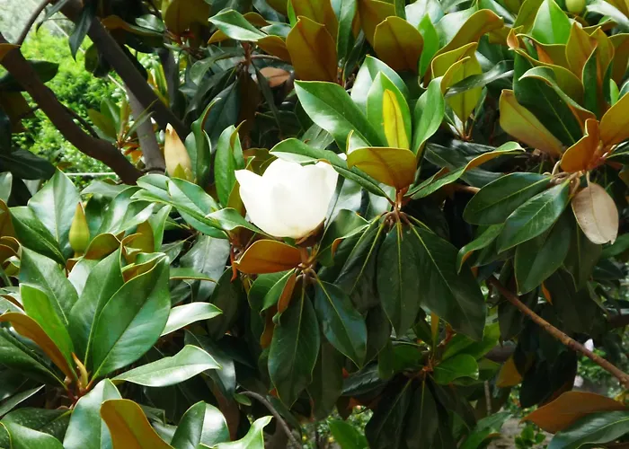 Hotel Votsala Chorefton